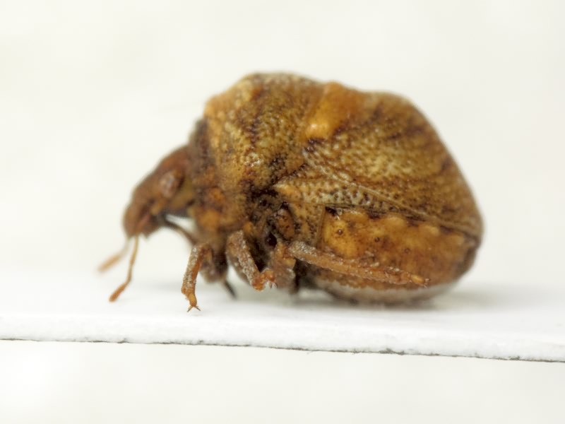 Vilpianus galii (Wolff, 1802)